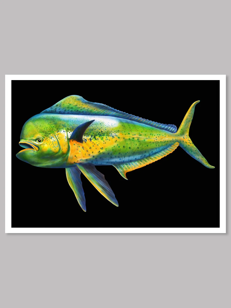 Mahi Mahi Colored Pencil Drawing — Tim Jeffs Art